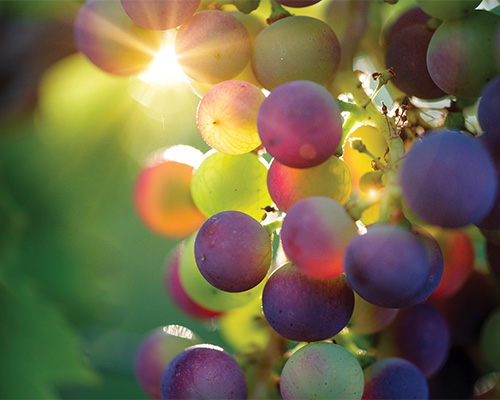 grape