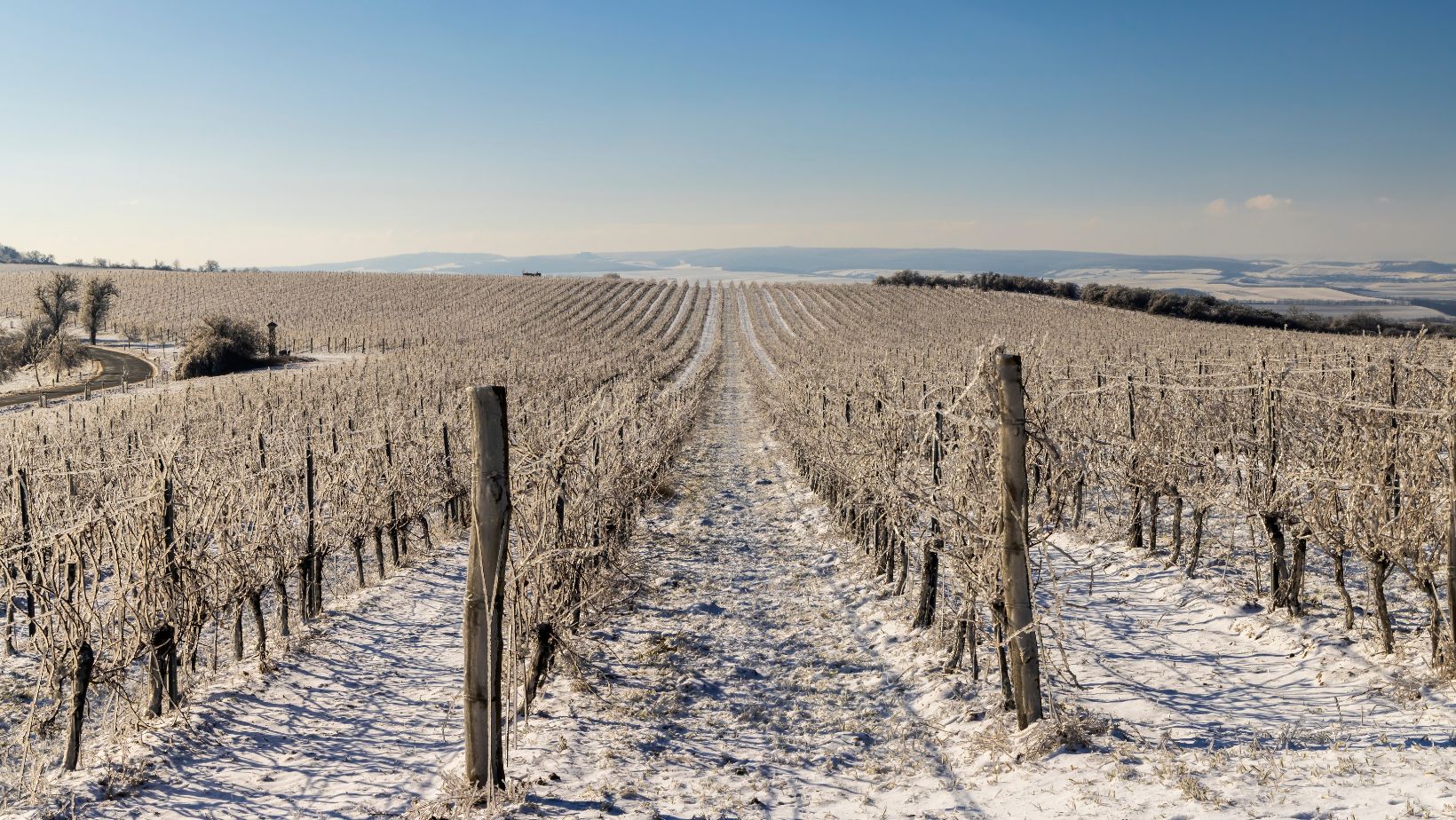 Gel vigne gel vigne