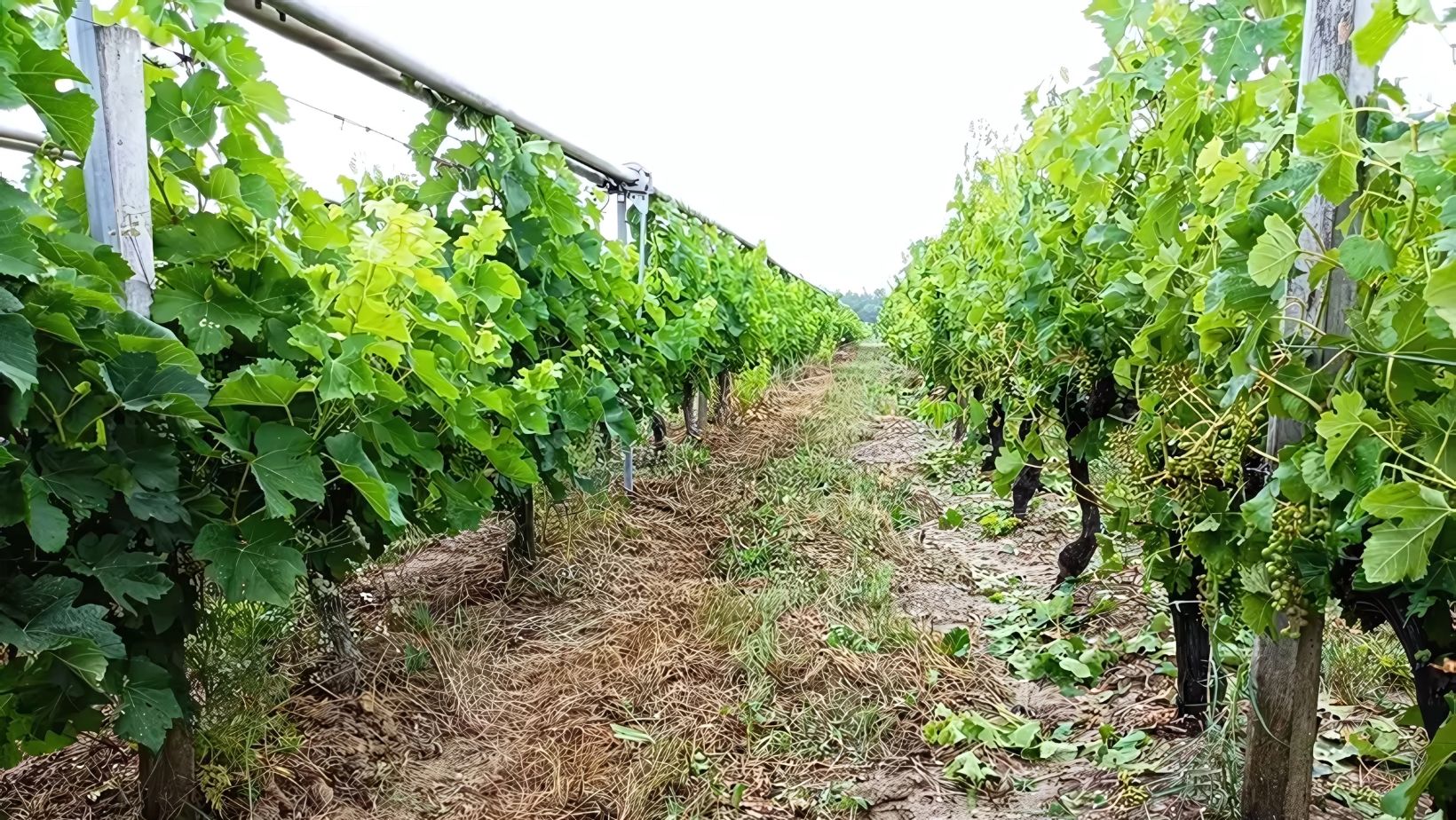 Article grêle vigne grêle sous viti-tunnel