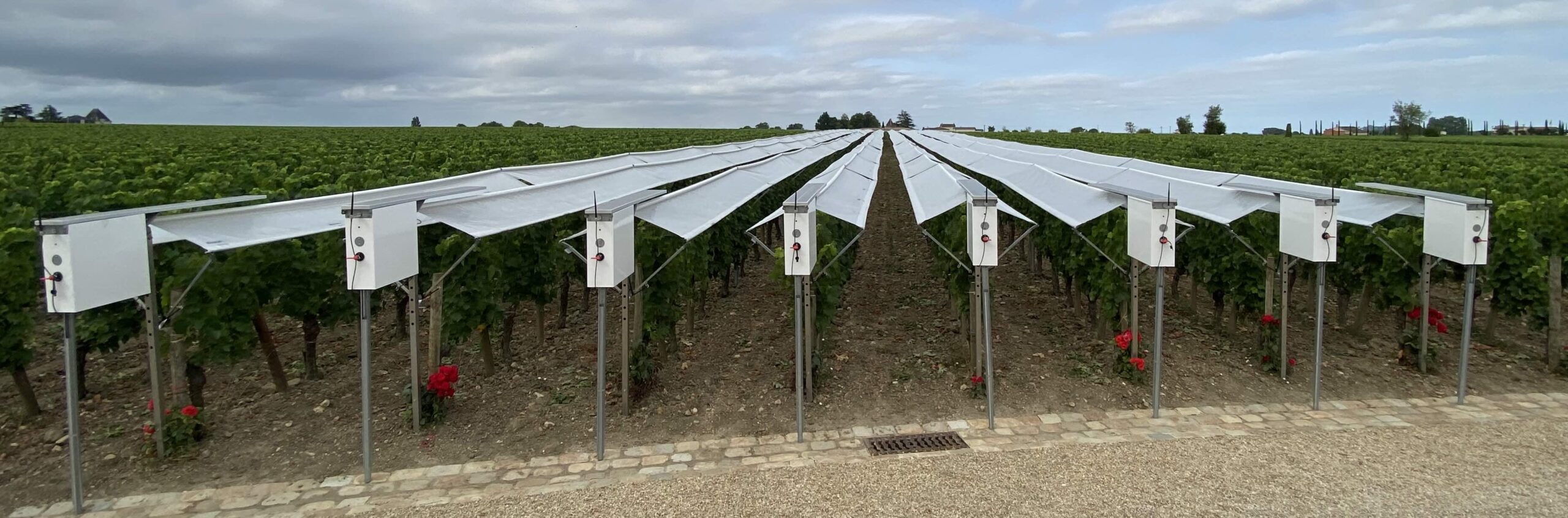 Viti-Tunnel en mode ombrage pour lutter contre l'échaudage de la vigne