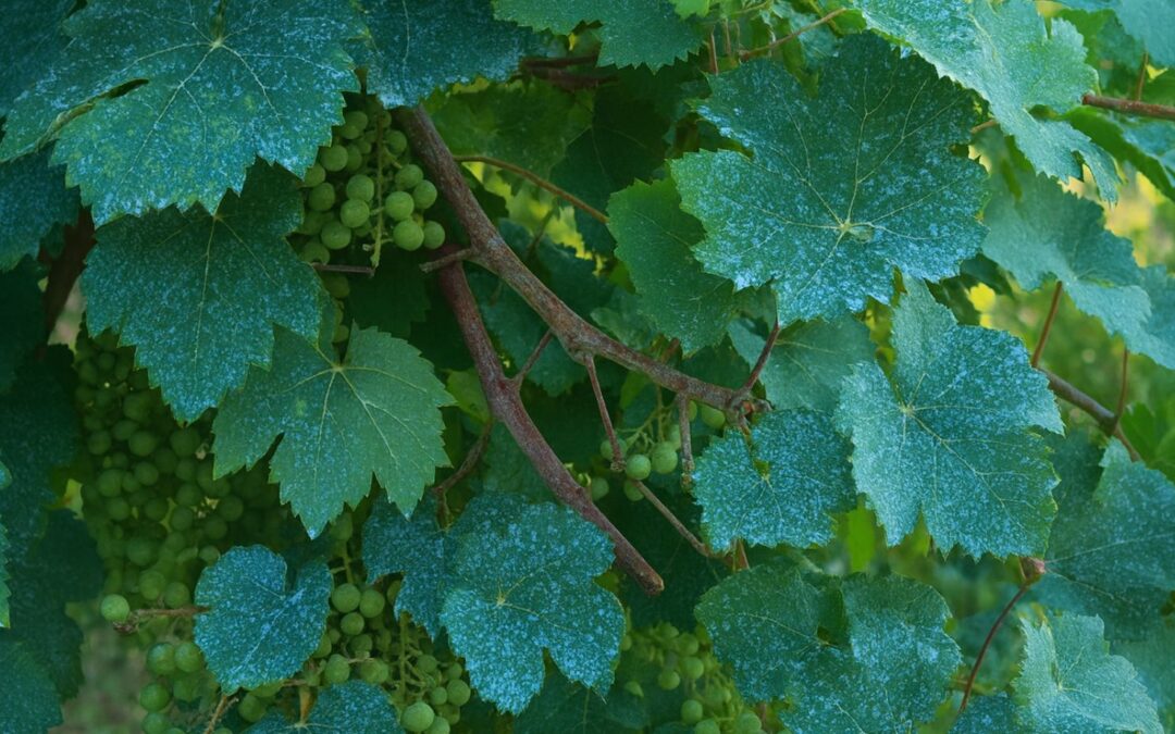 Cuivre en viticulture : quelles alternatives pour protéger durablement les vignes en 2025 ?