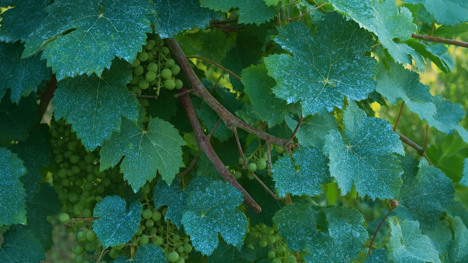 cuivre viticulture