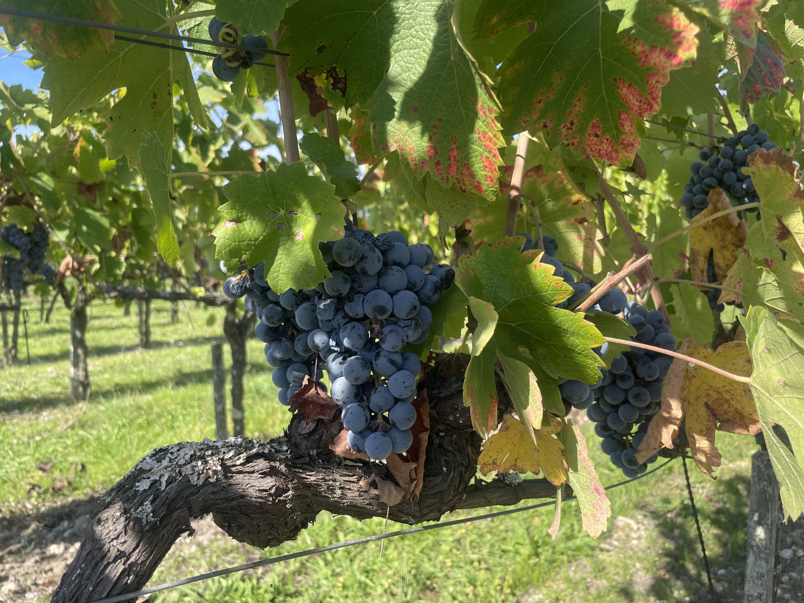 Grappes sous viti-tunnel