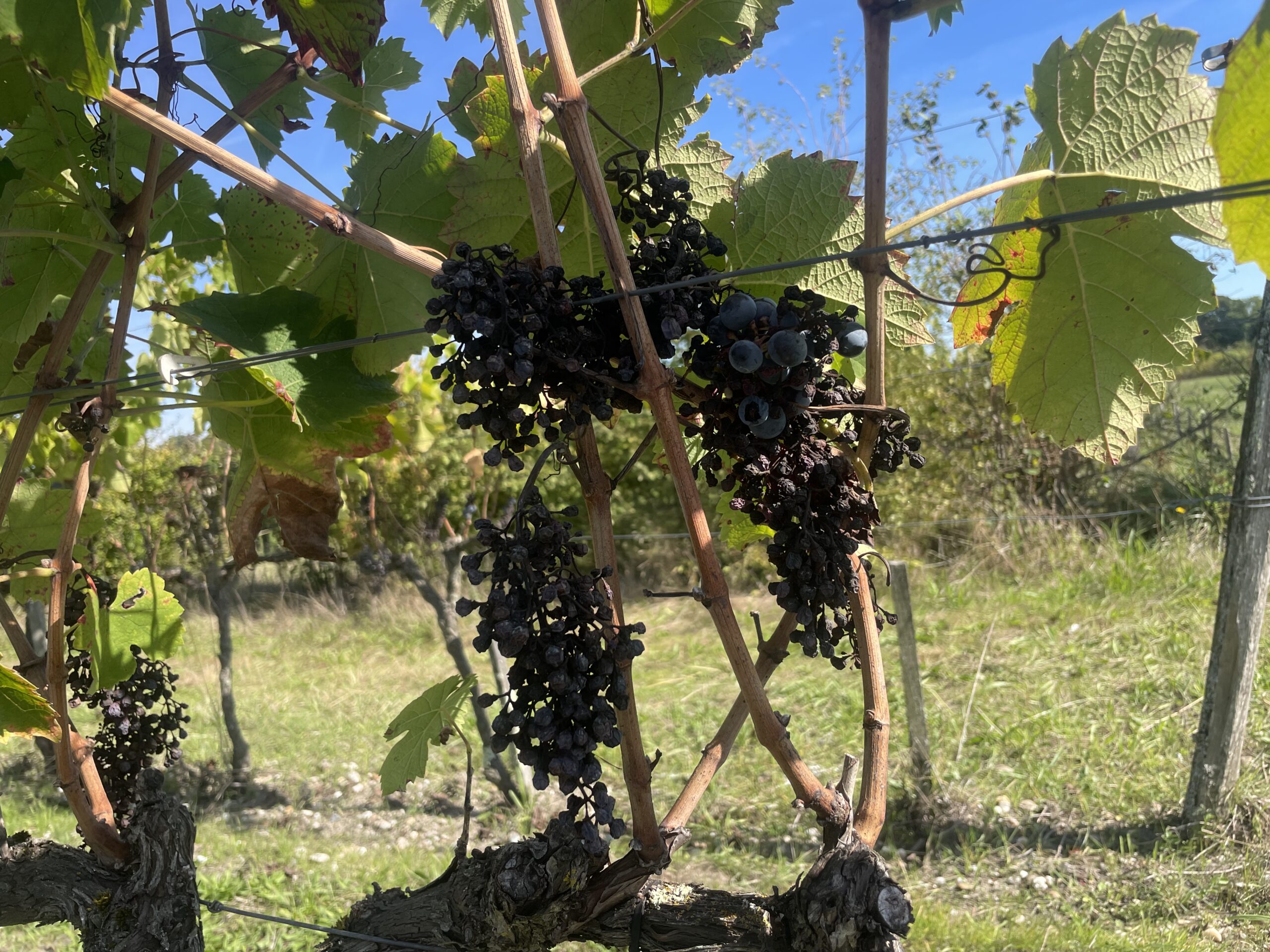 Grappes hors viti-tunnel