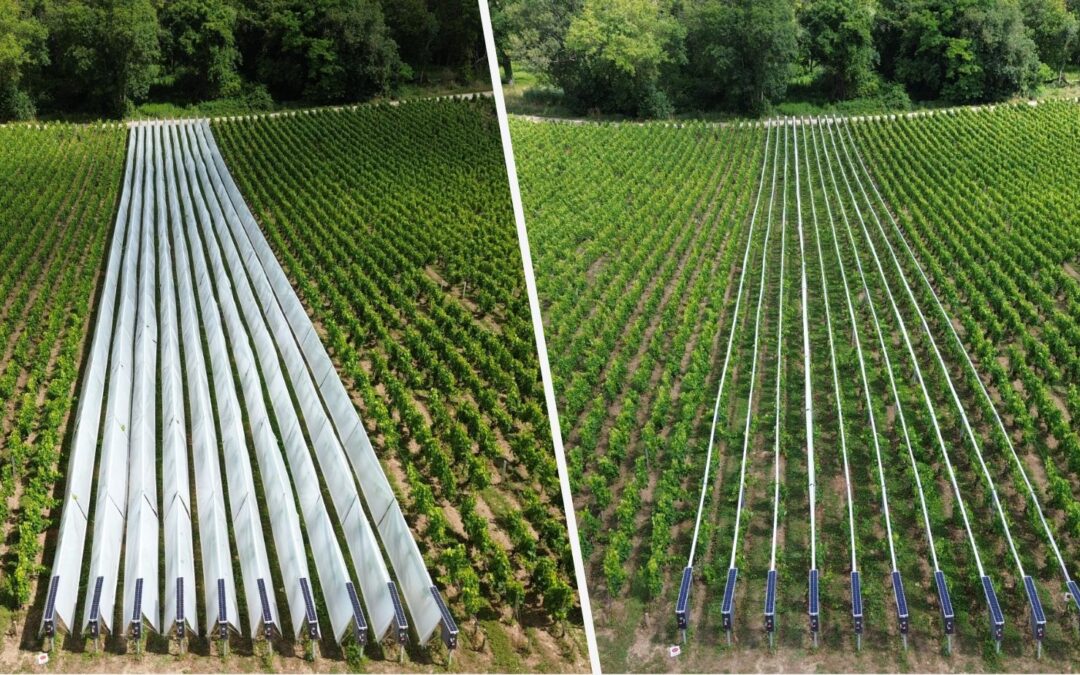 Viti-Tunnel prix : tarif au mètre et coût à l’hectare en 2026